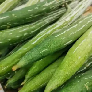 Snake Gourd  Hybrid Seeds