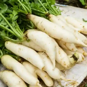 White Radish Long