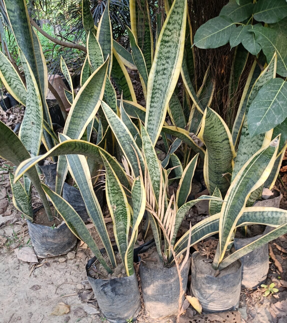 Snake Plant Masoniana- 1pc - Image 2