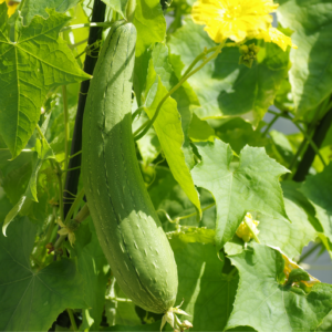 SPONGE GOURD (LUFFA) F1 Hybrid Seeds(20 seeds)