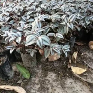 Wandering Jew(Tradescantia zebrina)