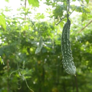 bitter gourd, bitter melon, organic farming, farm, green, healthy, organic, vegetable, nutritious, natural, freshness, subtropical, refreshment, delicious, tasty, food, asia, sri lanka, india, bitter gourd, bitter gourd, bitter gourd, bitter gourd, bitter gourd, bitter melon, bitter melon