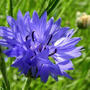 cornflower, bluebottle, blue, field, nature, flowering, macro, cornflower, cornflower, cornflower, cornflower, cornflower