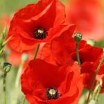 flora, flower wallpaper, plant, beautiful flowers, flower, rotermohn, poppy, summer, nature, blossom, bloom, bloom, petals, close up, beauty, botanical, colour, flower background, red, poppy, poppy, poppy, poppy, poppy, botanical