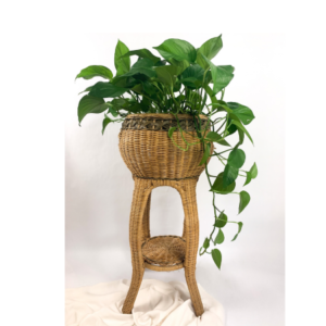 Money Plant, Golden Pothos