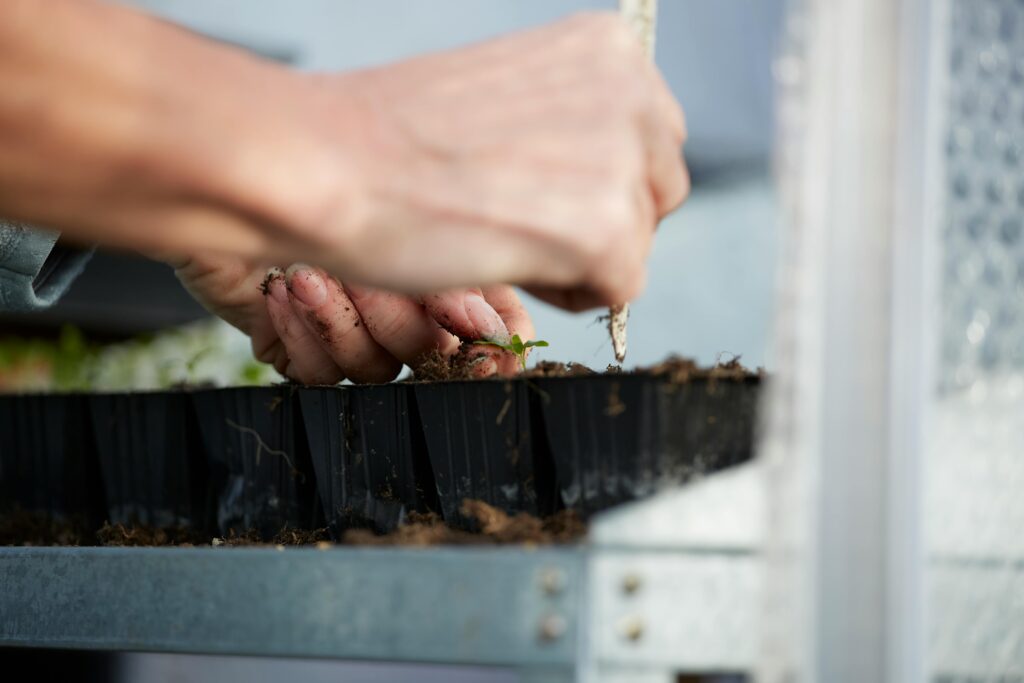 Close-up of hands planting seedlings in trays. Ideal for gardening and nature concepts.
