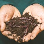 Close-up of hands holding earthworms in fertile soil, symbolizing natural composting.