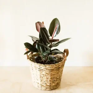 Rubber Plant(Ficus elastica)