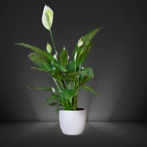 Peace Lily Plant(1pc)