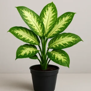 Dieffenbachia Plant-1pc
