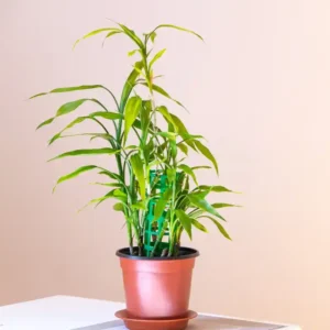 Sanderiana Plant(Lucky Bamboo)-1pc