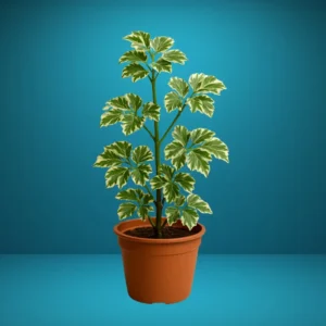 Aralia Variegated Plant- 1pc