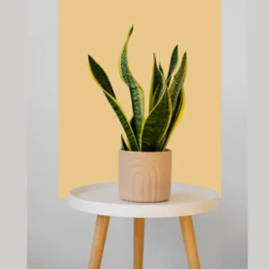 Sansevieria  Snake Plant- 1pc