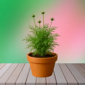 Cosmos Flower Plant(1pc)