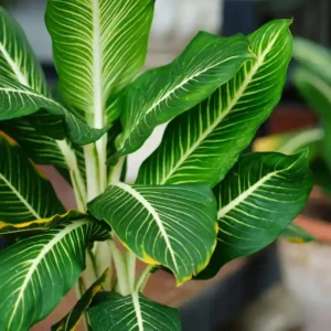 Dieffenbachia HV Plant(1pc)