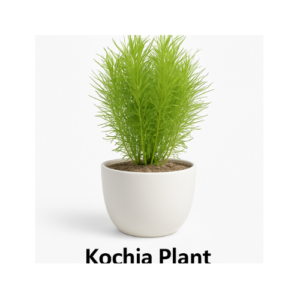 Kochia plant without pot-1pc