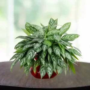 Aglaonema ‘Malay Beauty’-(1pc)