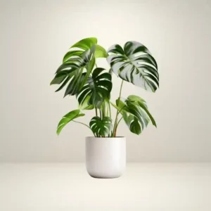 Monstera Deliciosa Plant