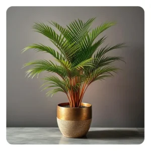 Areca Palm Small Plant 1pc(without pot)