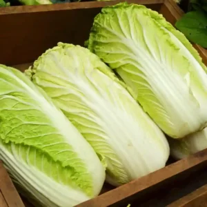 Chinese Cabbage F1 Hybrid Seeds- 20seeds