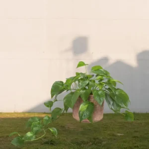 Betel Leaf(Pan Patta) Plant