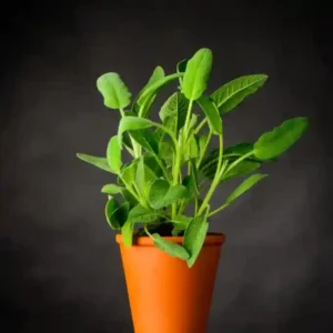 Sage Hybrid Seeds- 10seeds