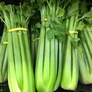 Celery F1 Seeds (Giant Pascal)-100 seeds