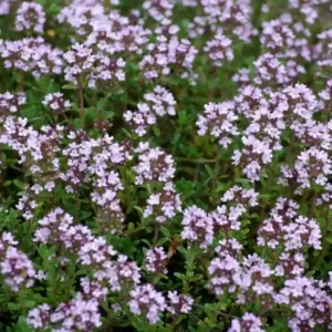 Thyme Hybrid Seeds- 50 seeds