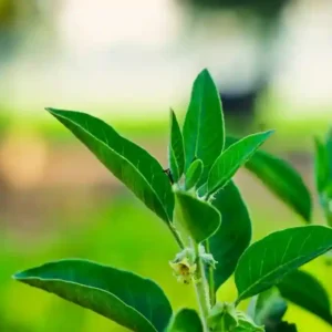 Ashwangandha Seed( 25 no. of seeds)