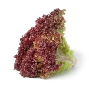 Lettuce Lolo Losso F1 Seeds- 50seeds