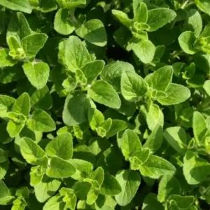 Oregano Hybrid Seeds(25 no. of seeds)