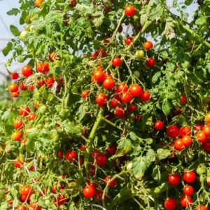 Cherry Tomato F1 Seeds- 20 seeds