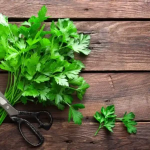 Parsley F1 Hybrid Seeds-100 seeds