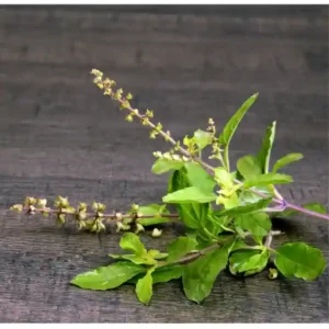 Rama Tulsi Seeds- 100 seeds