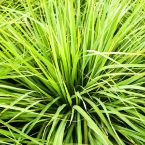 Lemongrass Hybrid Seeds- 25seeds