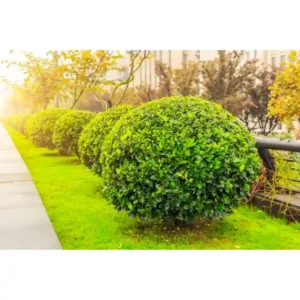 Ball Kamini Plant-1pc