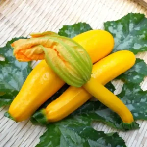 Zucchini F1 Seeds(Yellow)- 5seeds