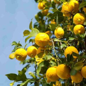 Kagzi Nimboo, Lemon Plant (नींबू का पौधा) -1pc