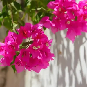 Bougainvillea (Pink) Plant