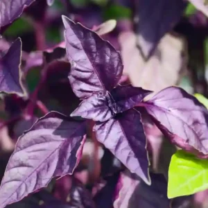 Basil Italian Purple Seeds(60 no. of seeds)
