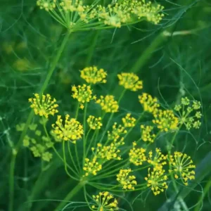 Dill Hybrid Seeds- 50 seeds