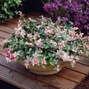 Snow-and-Summer Asiatic Jasmine