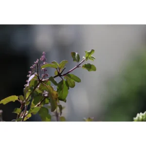 Shyama Tulsi Seeds- 100 Seeds