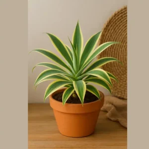 Variegated Fox Tail Agave
