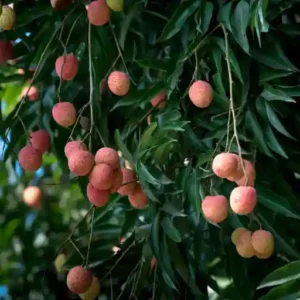 Litchi Plant(Grafted)- 1pc