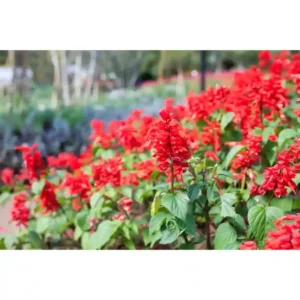Salvia Splenedens Red Seeds- 20 seeds