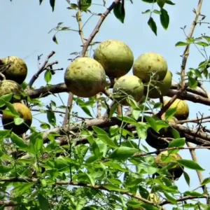 Bel Patra plant(बेल का पौधा)-1pc