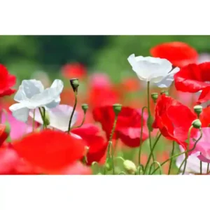 Poppy Shirley Double Mixed Seeds- 60 seeds