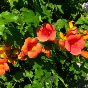 Tecoma (Phalam) Orange Plant-1pc