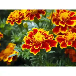French Marigold Mixed Seeds(50 seeds)